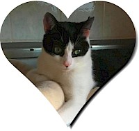 Pablo sucht ein Zuhause